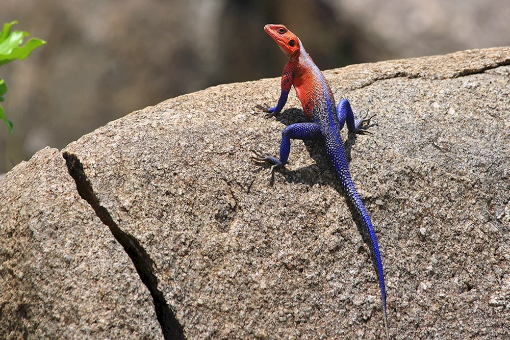 Rote Agama Eidechse