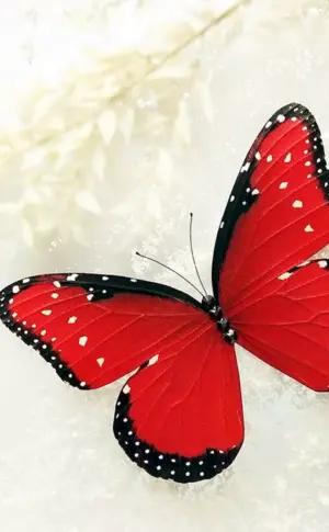Roter Schmetterling