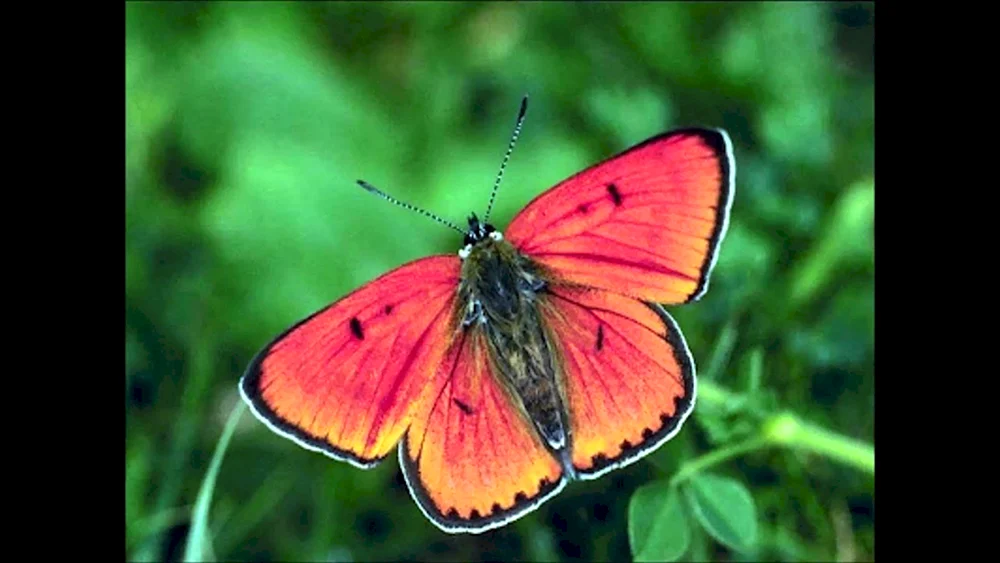 Roter Schmetterling