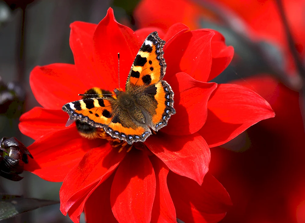 Roter Schmetterling