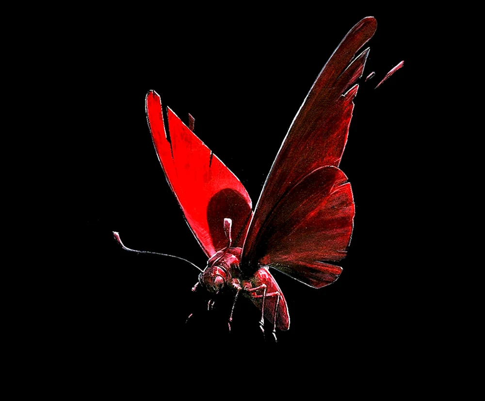 Cymothoe Sangaris