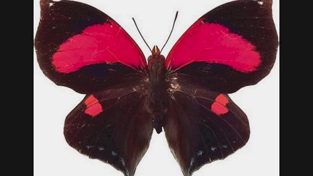 Cymothoe sangaris