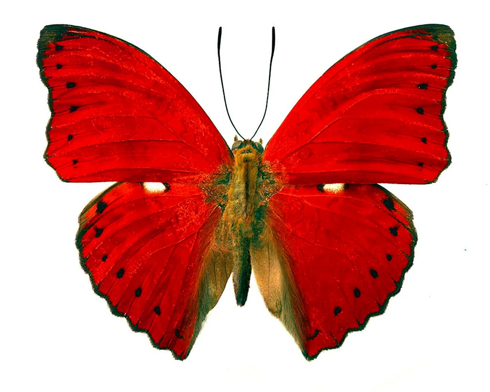 Schwarzer Kardinalschmetterling