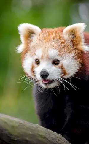 Roter Waschbär Panda
