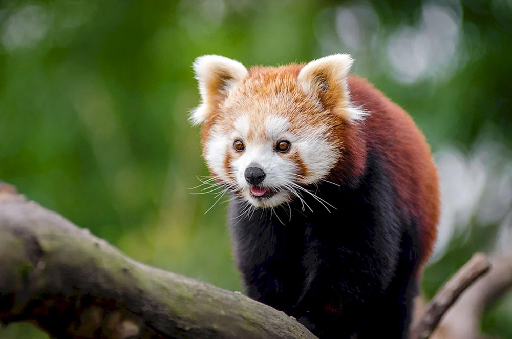 Roter Waschbär Panda
