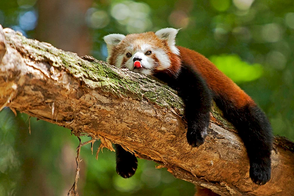 Roter Waschbär Panda