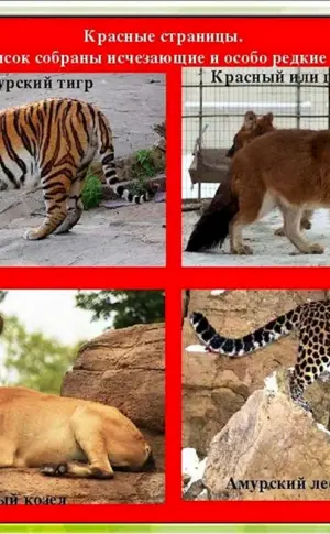Rotes Buch Russlands Liste der Tiere und Pflanzen