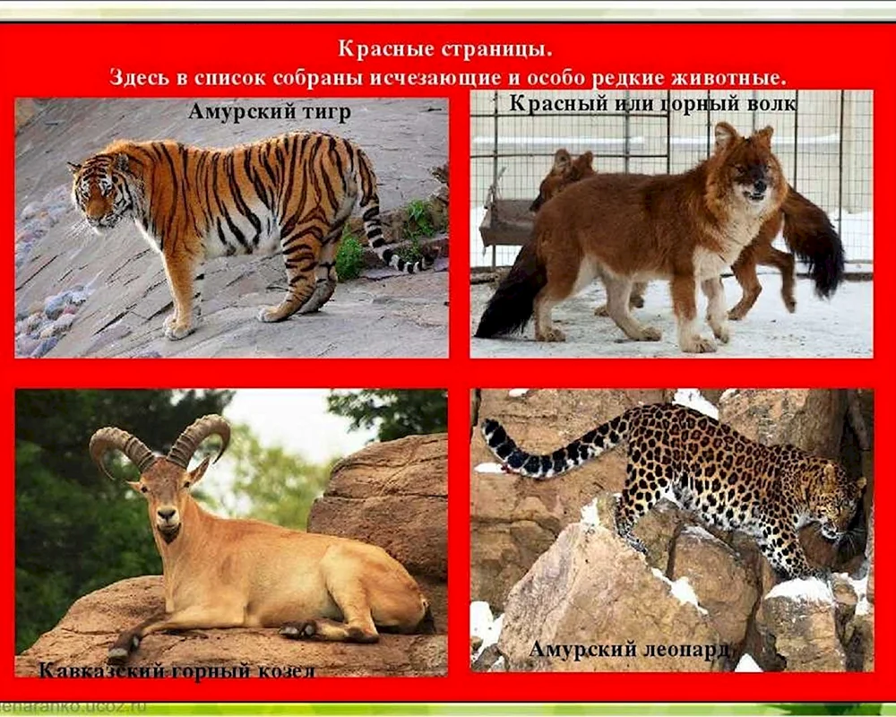 Rotes Buch Russlands Liste der Tiere und Pflanzen