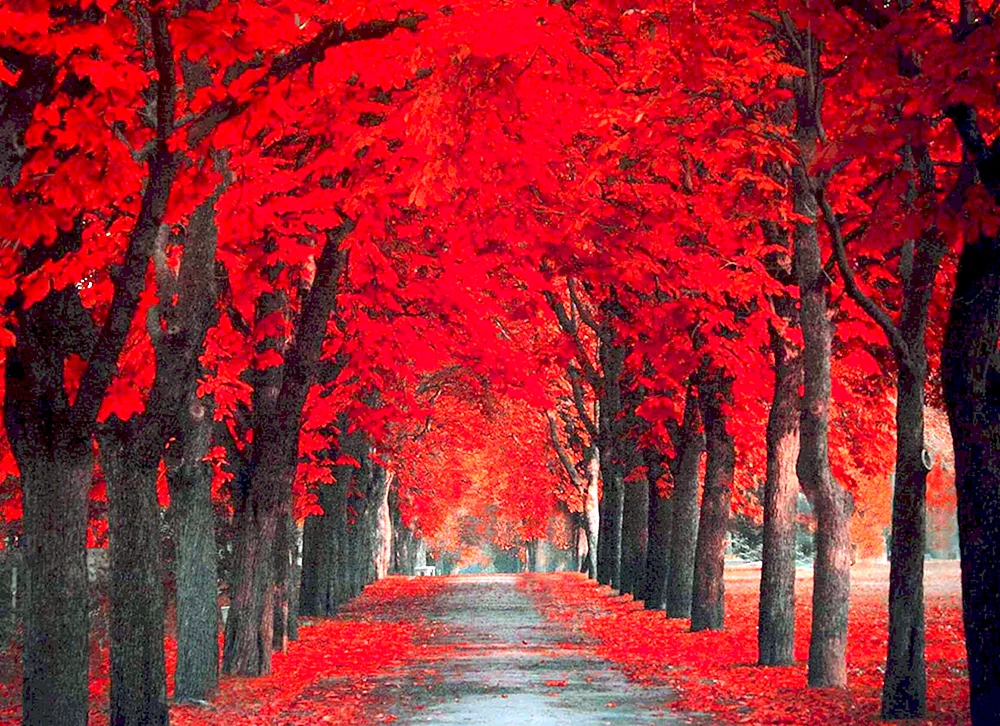 Roter Herbst