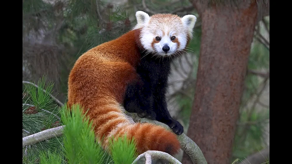 Roter Panda