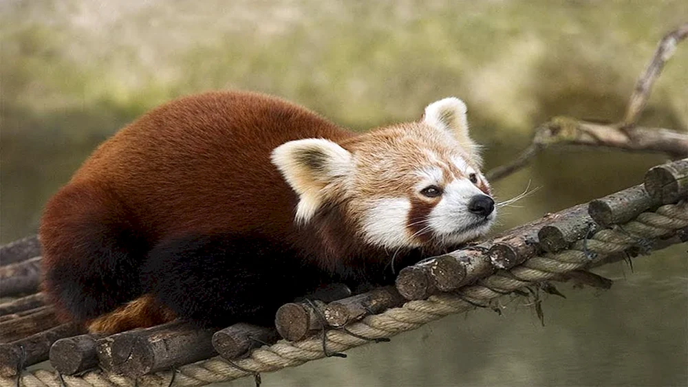 Amurtiger Buch von Russland. Tiere