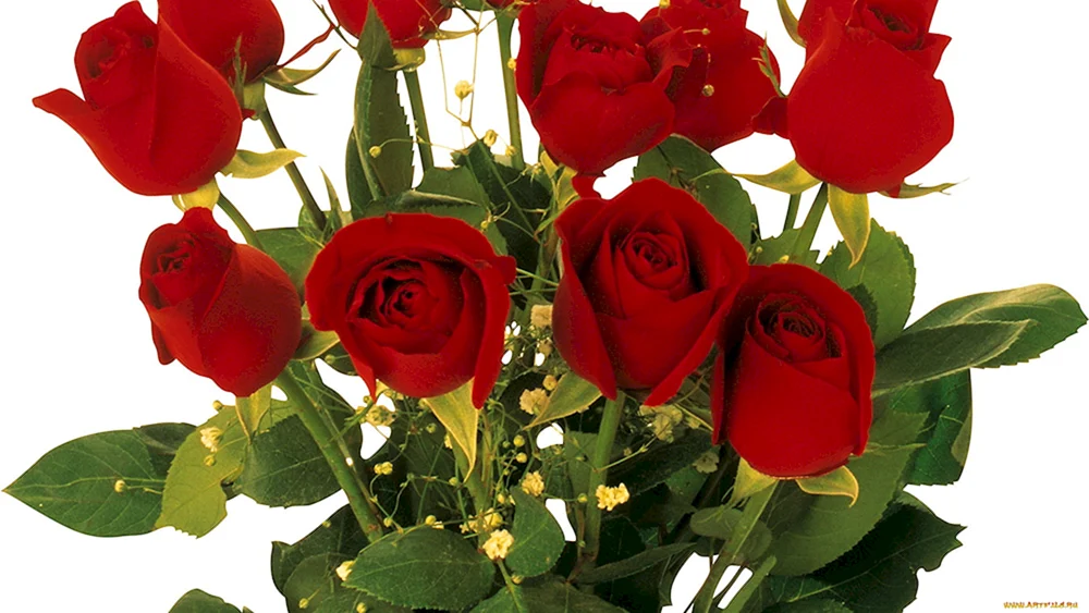Rote Rose