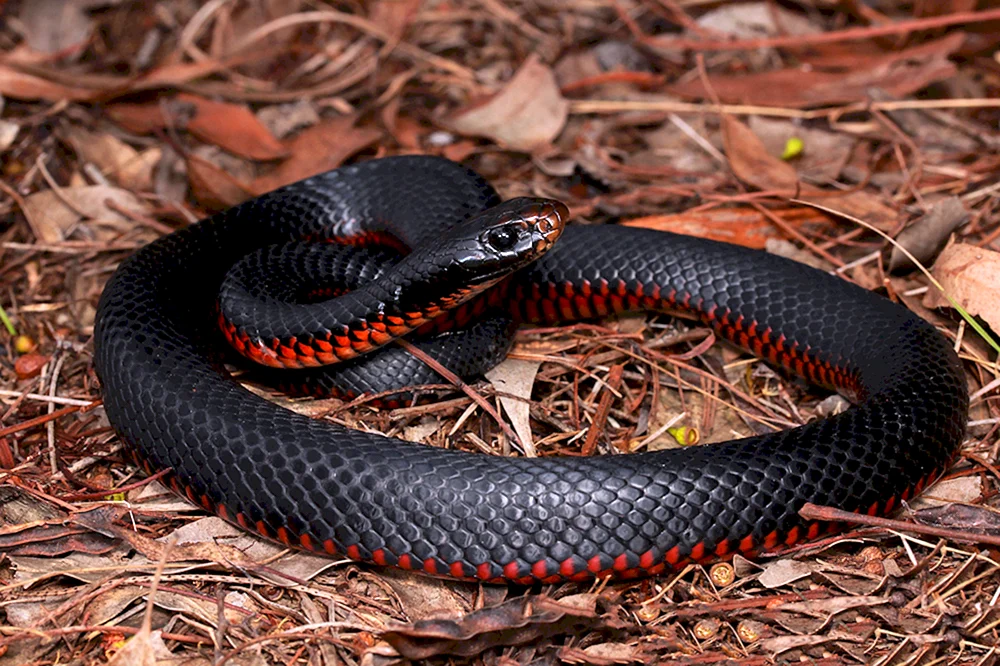 Kaukasische Rotviper