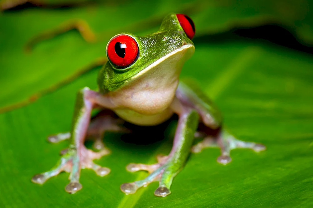 Pepe Frosch Spielzeug