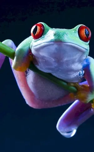 Rotaugenfrosch