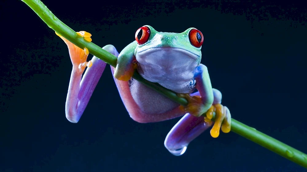 Rotaugenfrosch