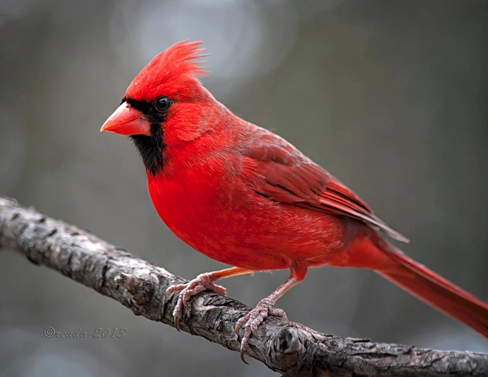 Roter Austernfischer Kardinal