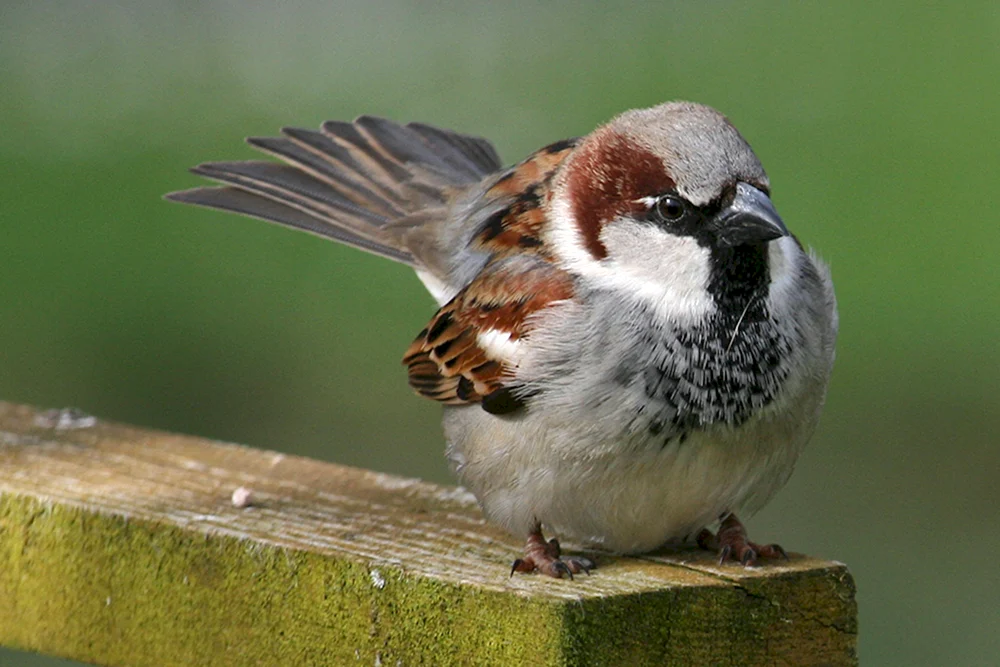 Rotkopfsperling