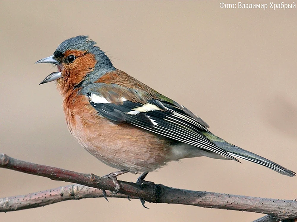 Ornithofauna des Leningrader Gebiets