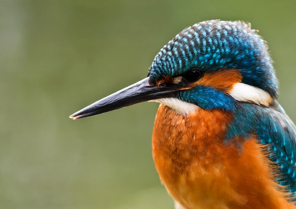 Waldschnepfe Papageitaucher Bekas