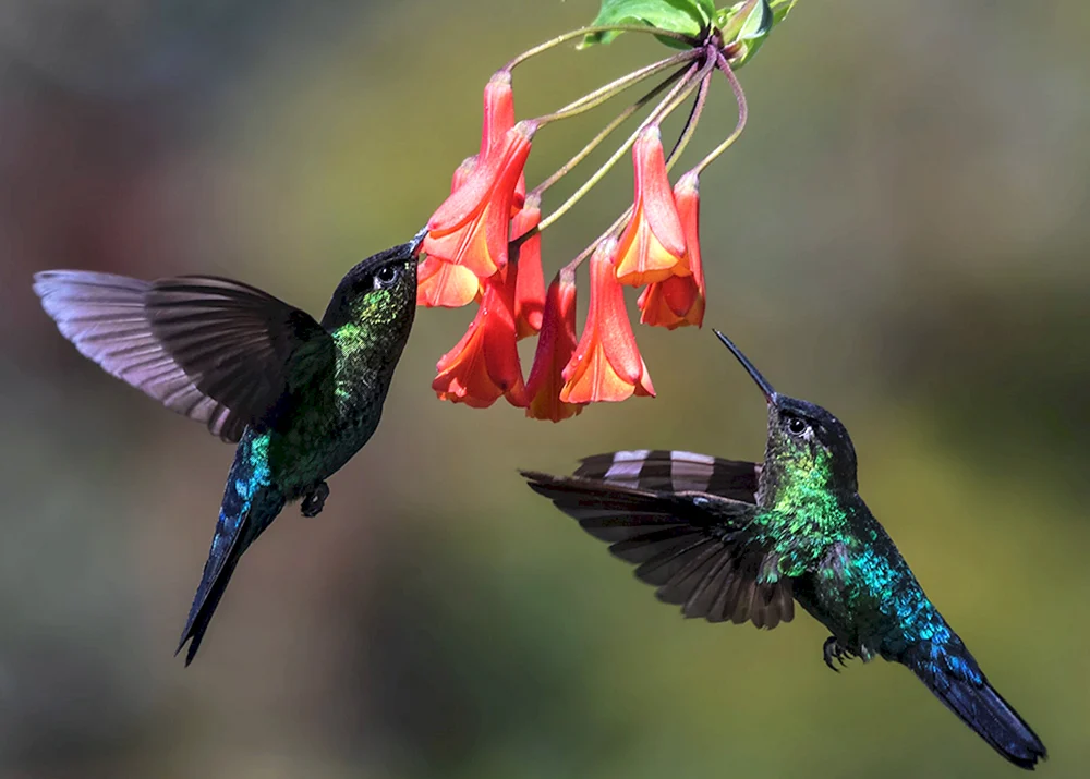 Gewöhnlicher Zungenkolibri