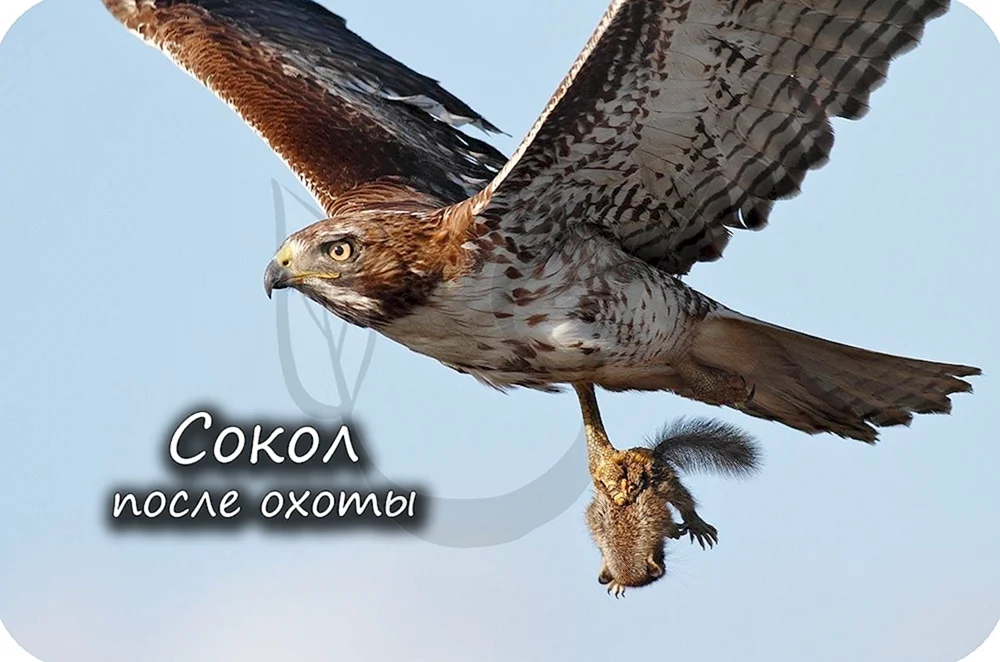 Небесный Сокол Геншин