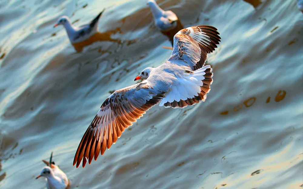 Vogel im Flug