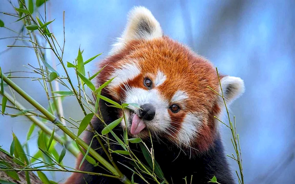 Rotbuch Tiere