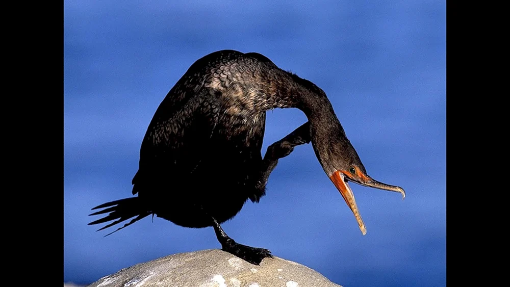 Schwarz gefärbte Vögel