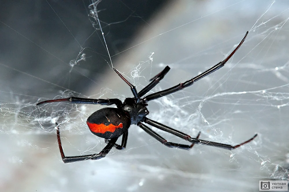 Caracourtspinne