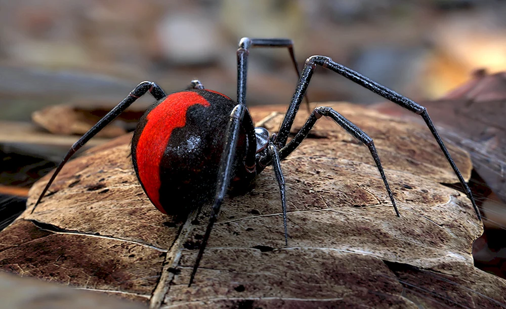Argyopa brunnicha Spinne- Wespe