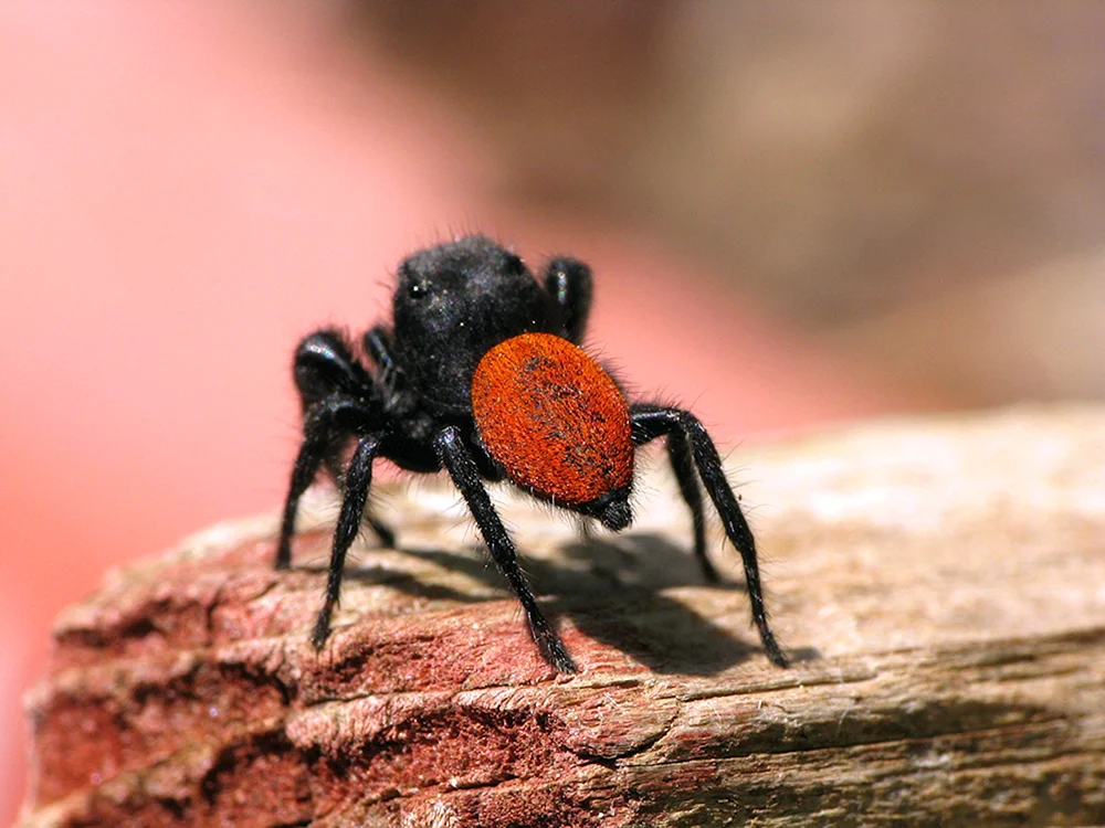 Caracourtspinne Rotgestreifte Spinne