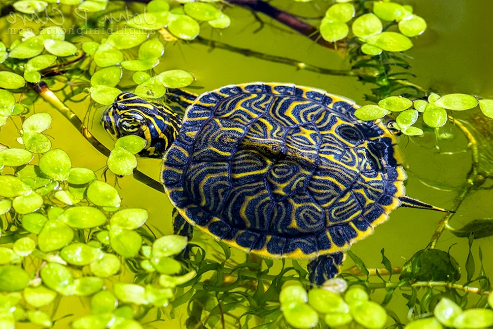 Rotwangen-Sumpfschildkröte