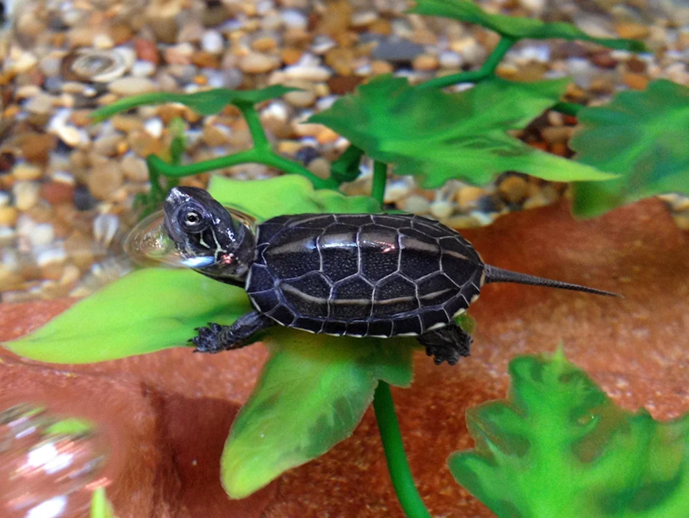Rotwangen-Süßwasserschildkröte.
