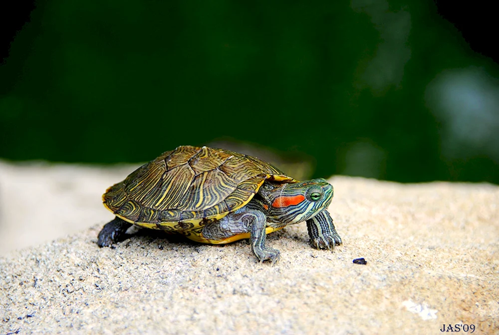 Rotwangen-Schildkröte