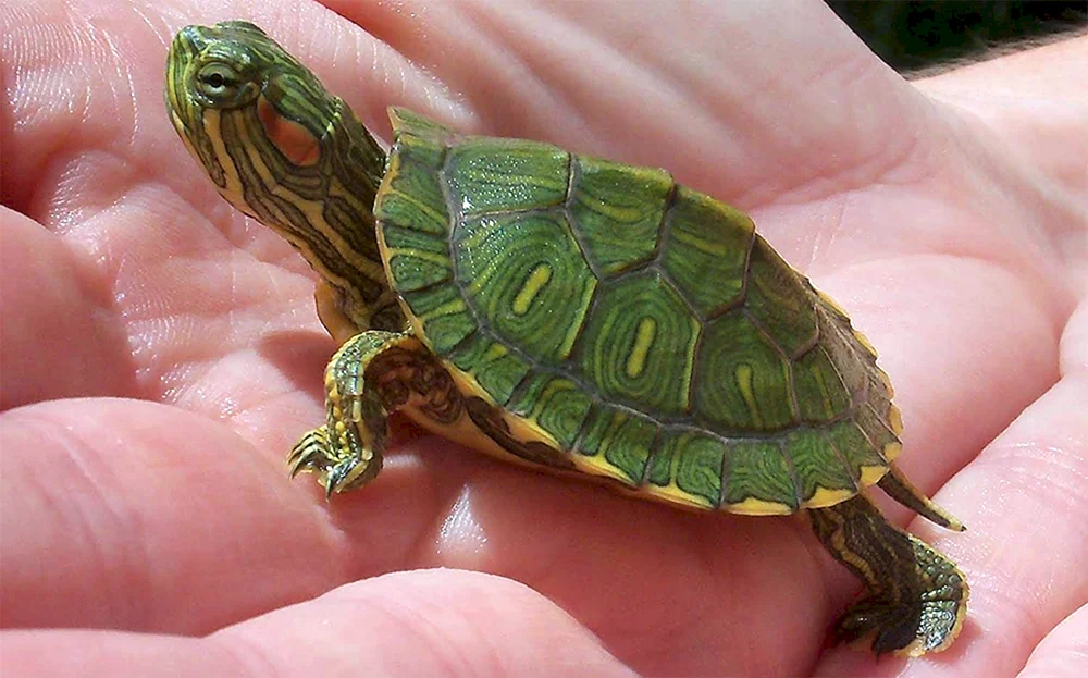 Kleine Rotwangen-Schmuckschildkröte