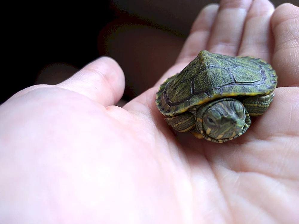 Kleine Rotwangen-Schildkröte