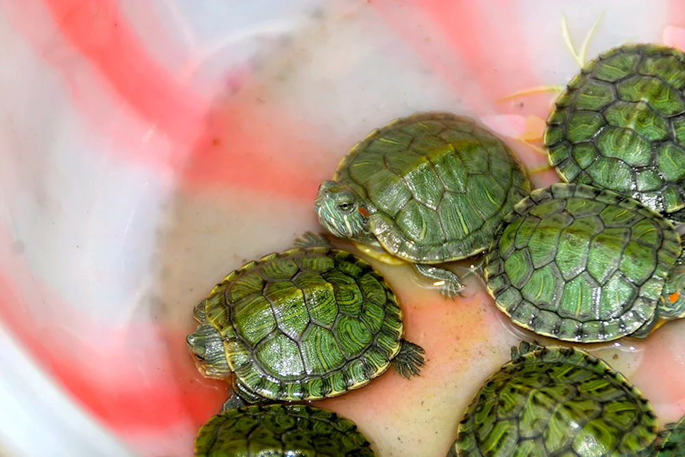 Mittelasiatische Rotwangen-Schildkröte