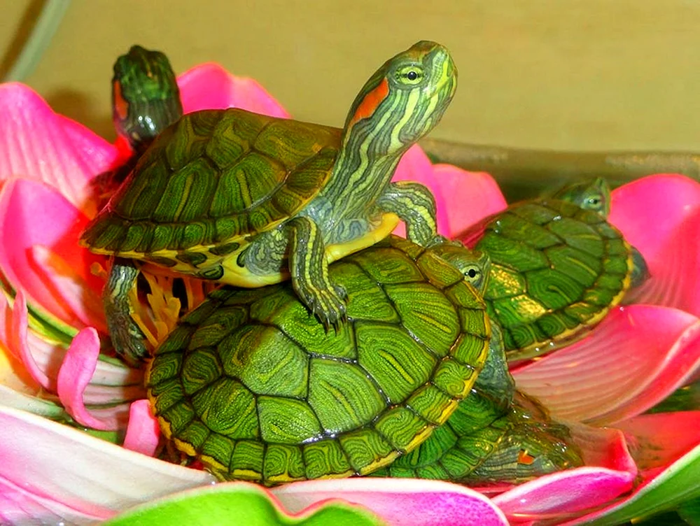 Neugeborene Rotwangen-Schmuckschildkröten