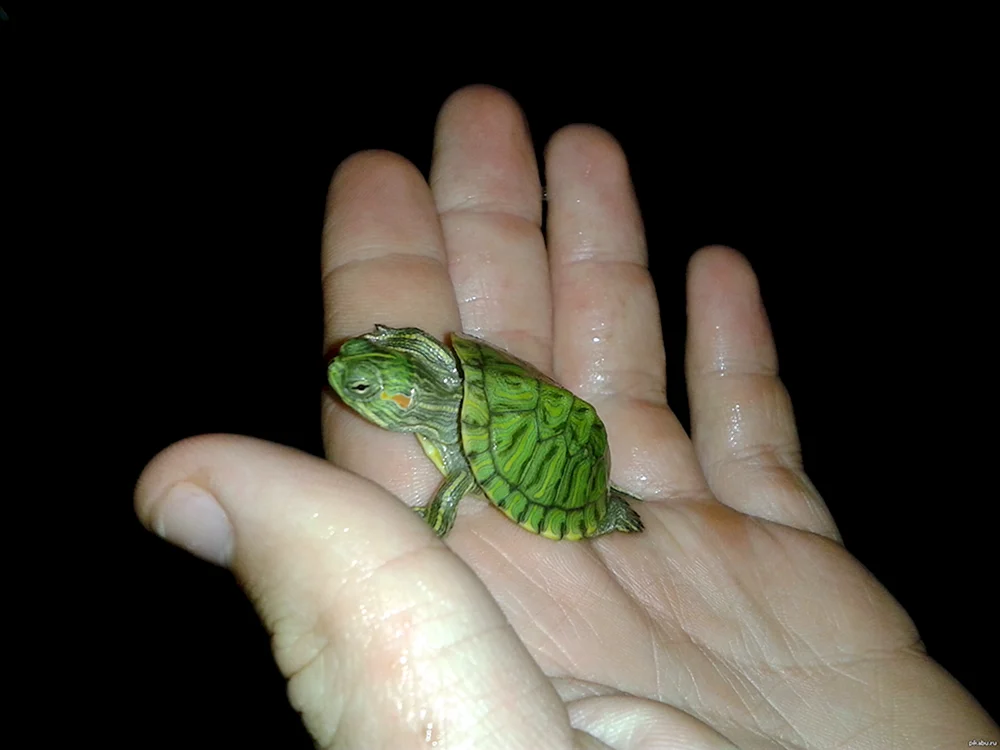 Mittelasiatische Schildkröte zweiköpfige