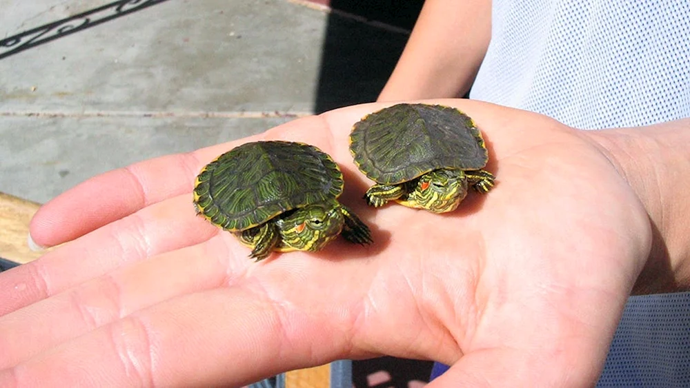 Schildkröte