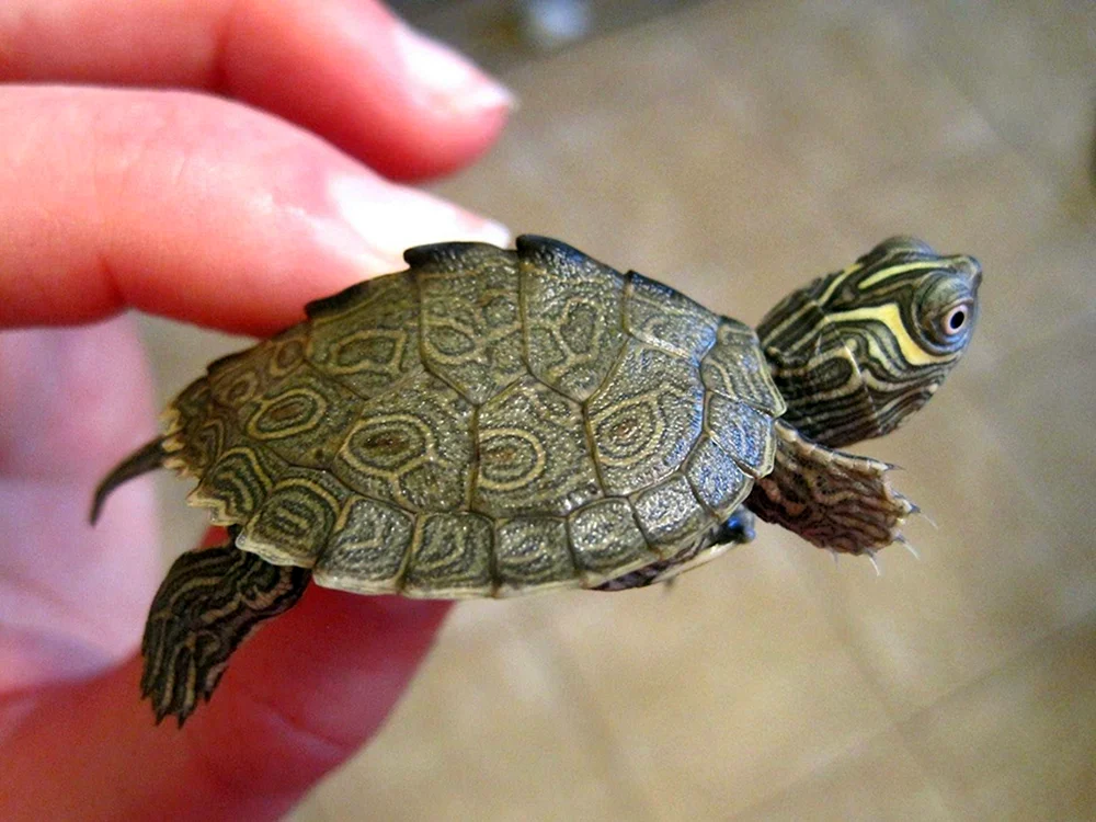 Mittelasiatische Wasserschildkröte