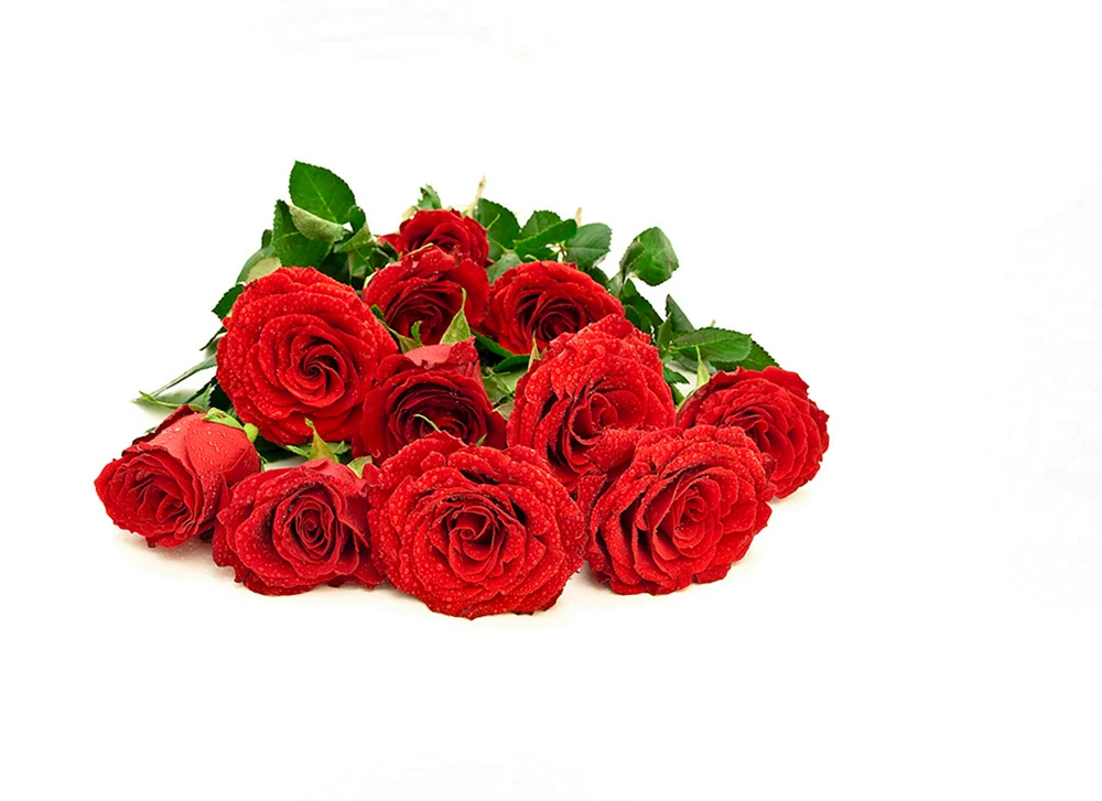 Rote Rose in Vase