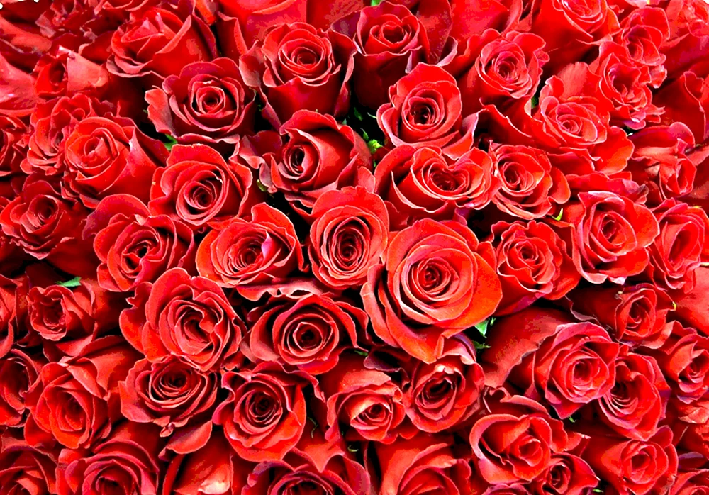 Rote Rosen