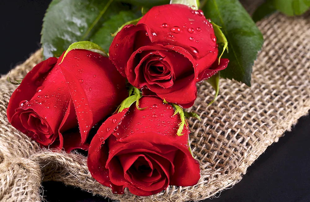 Rote Rosen