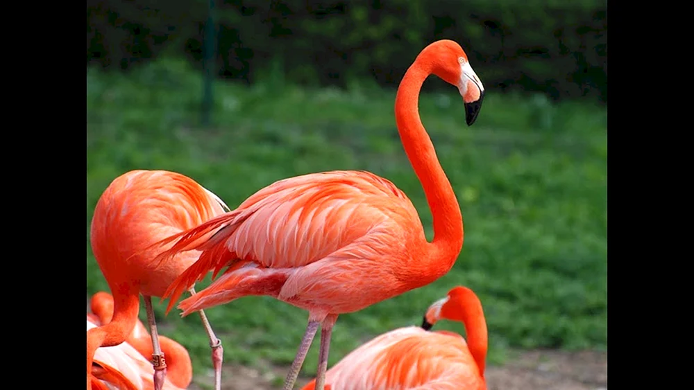 Rotes Buch Tiere in Kürze