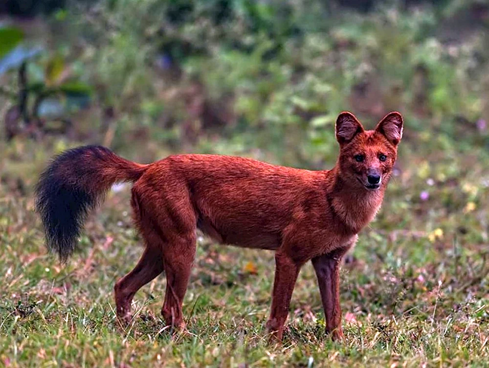 Roter Gebirgswolf