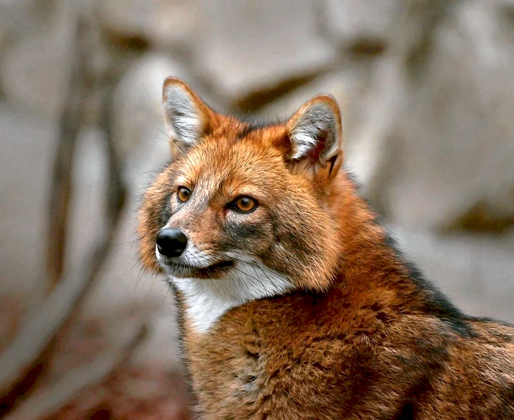 Roter Bergwolf