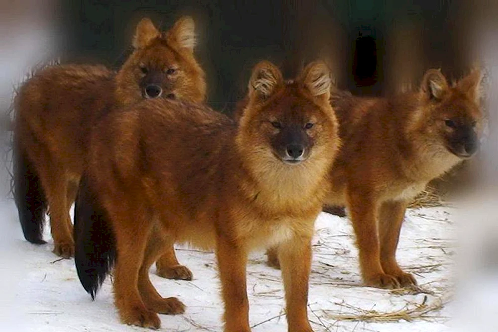 Roter Bergwolf