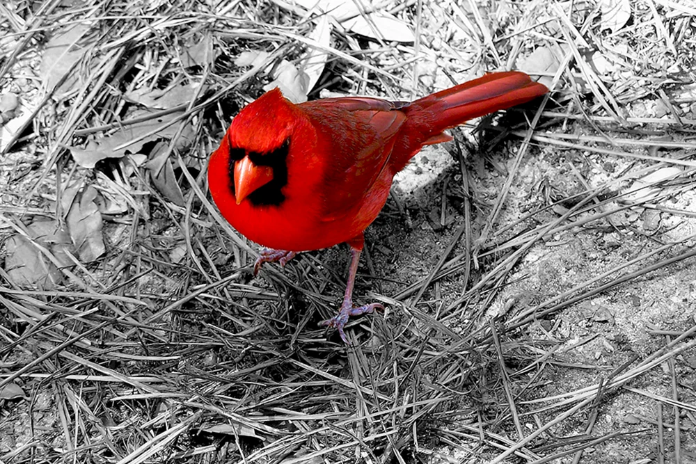 Roter Ibisvogel
